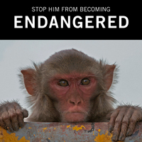 Stop Animal Testing Campaign Postcards